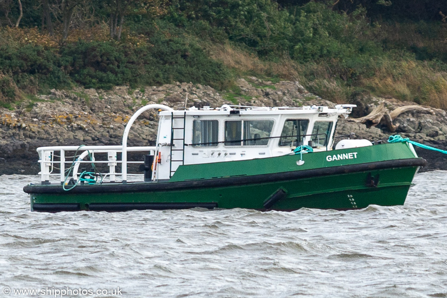Gannet pictured at Hound Point on 10th October 2021