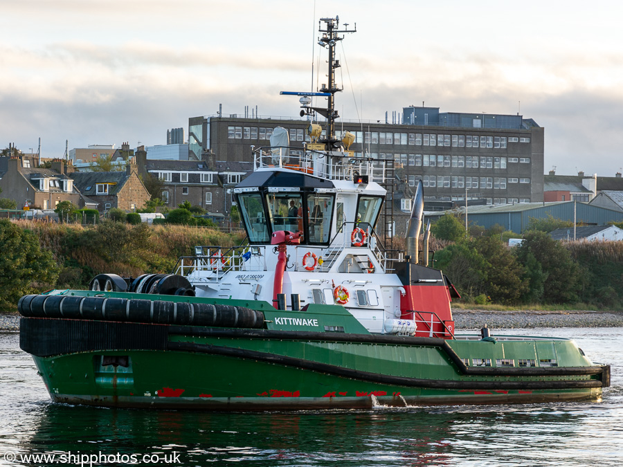 Kittiwake pictured at Aberdeen on 12th October 2021