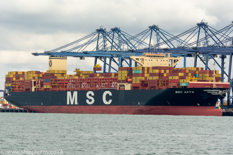 Photograph of the vessel  MSC Aaya pictured at Trinity Terminal, Felixstowe on 16th August 2024