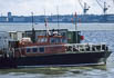 Skua